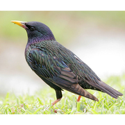 Breeding plumage. Note: yellow bill. Breeding plumage. Note: yellow bill.